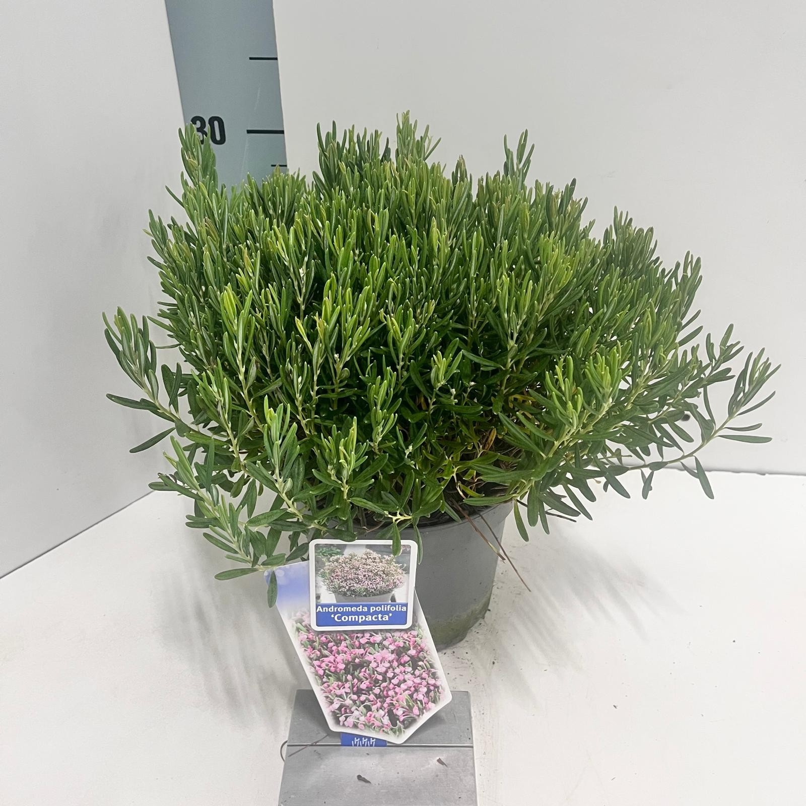 Andromeda polifolia 'Compacta', D 17 cm
