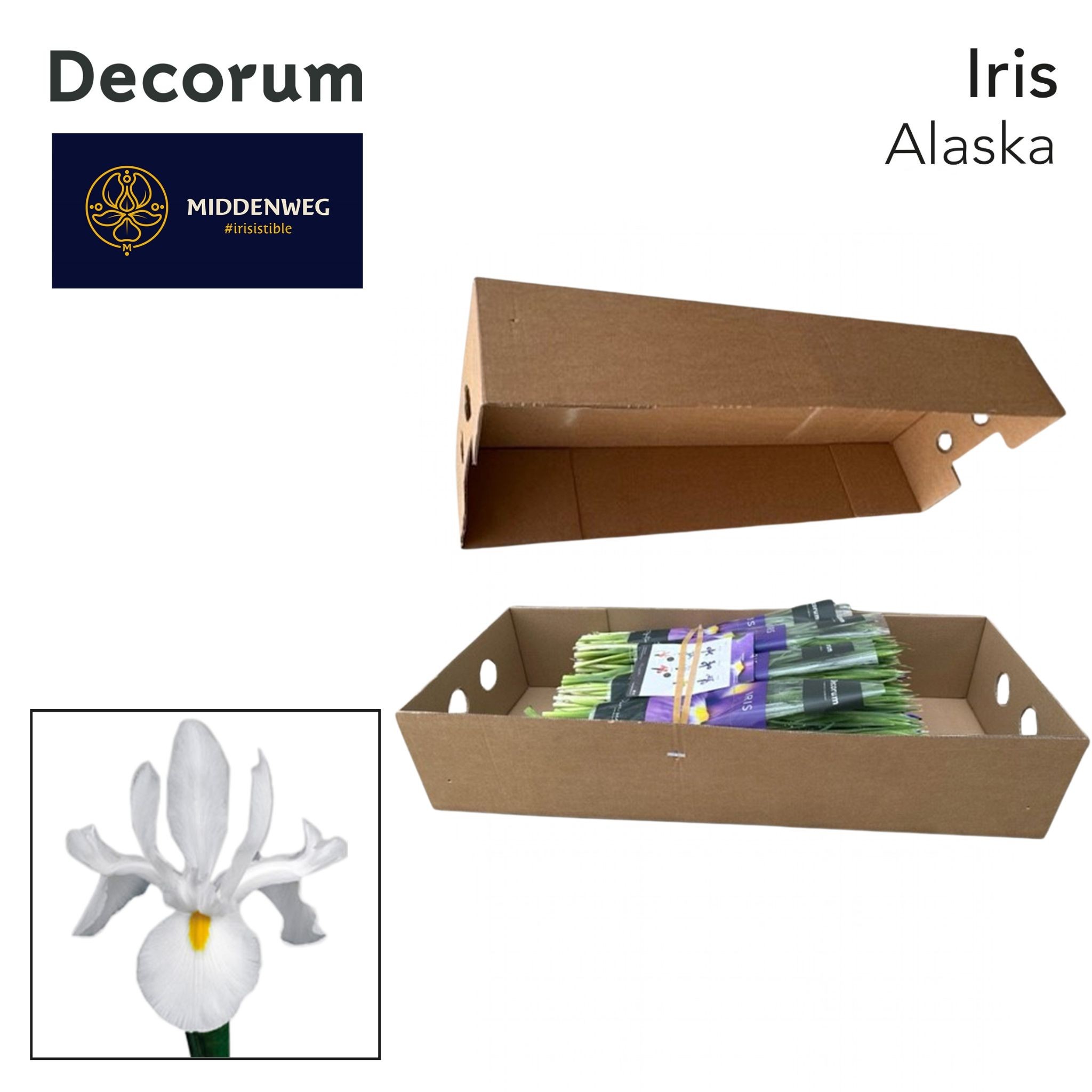 Ирис Аляска, шт. Ирис Аляска, шт.