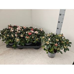 AZALEA Pot 14 cm Nina + Ninette gemengd in de pot bloeistadia 1-2, D 14