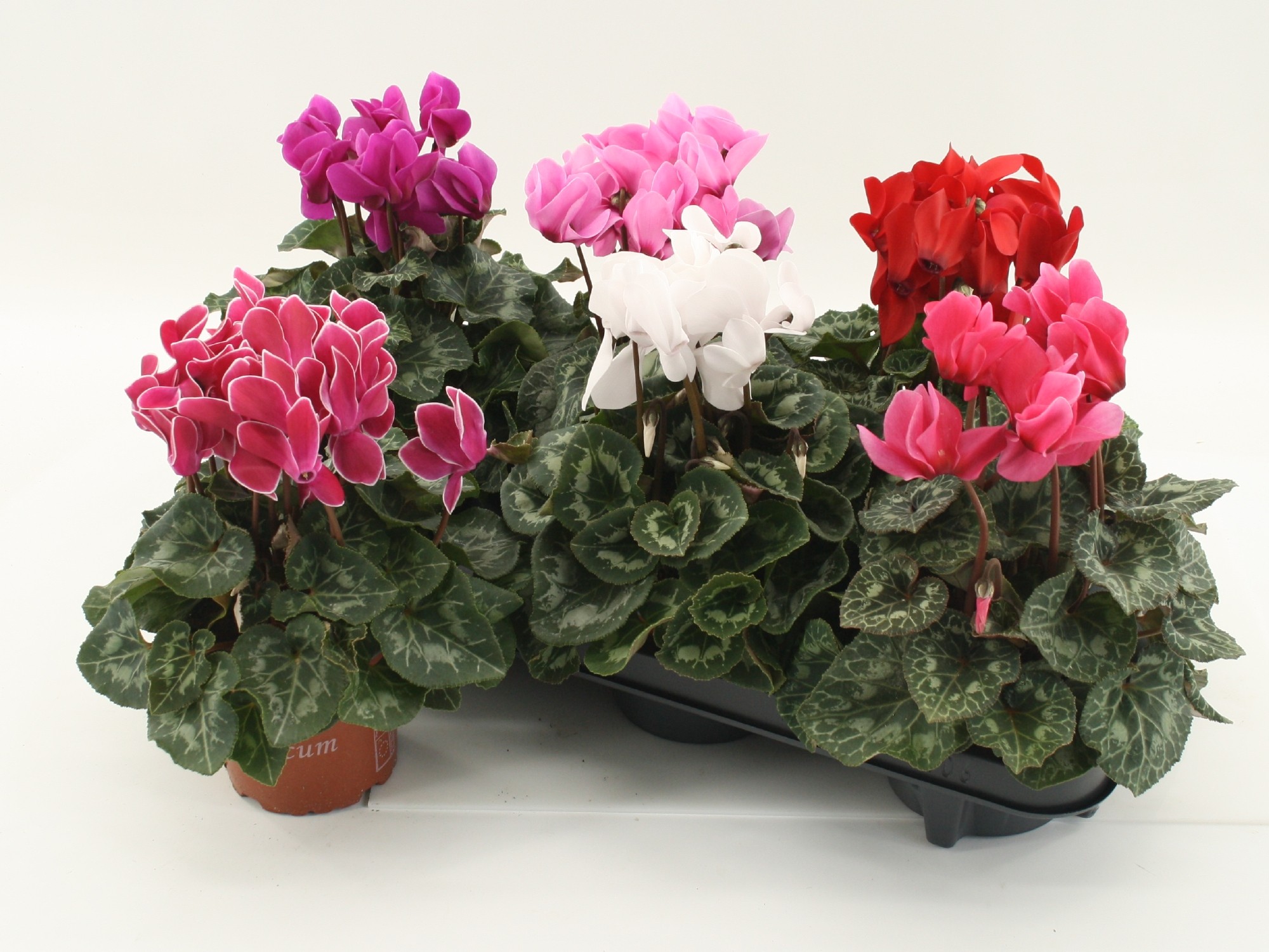 Cyclamen Super Serie Macro Midi Pot 12, D 12 cm Cyclamen Super Serie Macro Midi Pot 12, D 12 cm