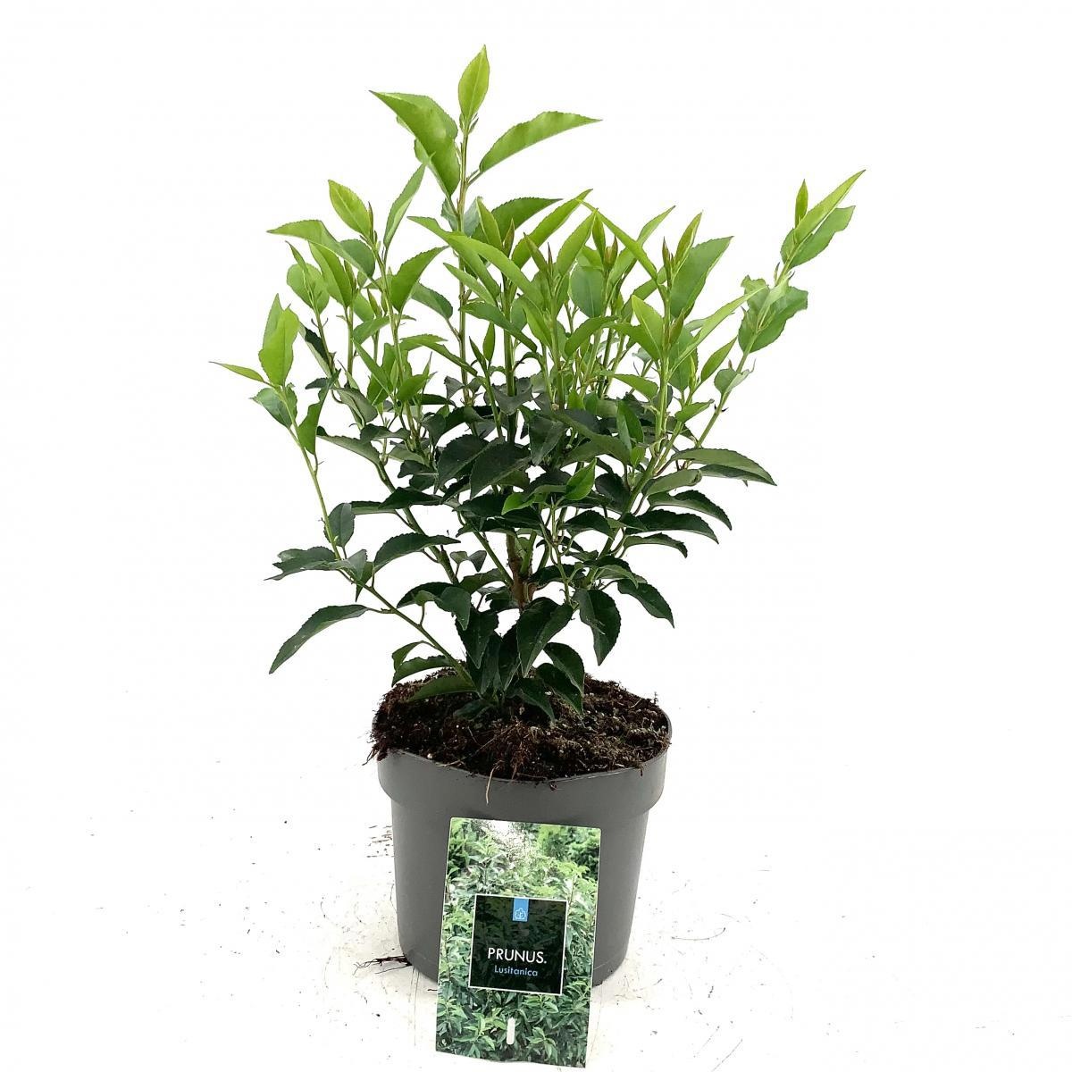 Prunus lusitanica 'Angustifolia', D 17 cm