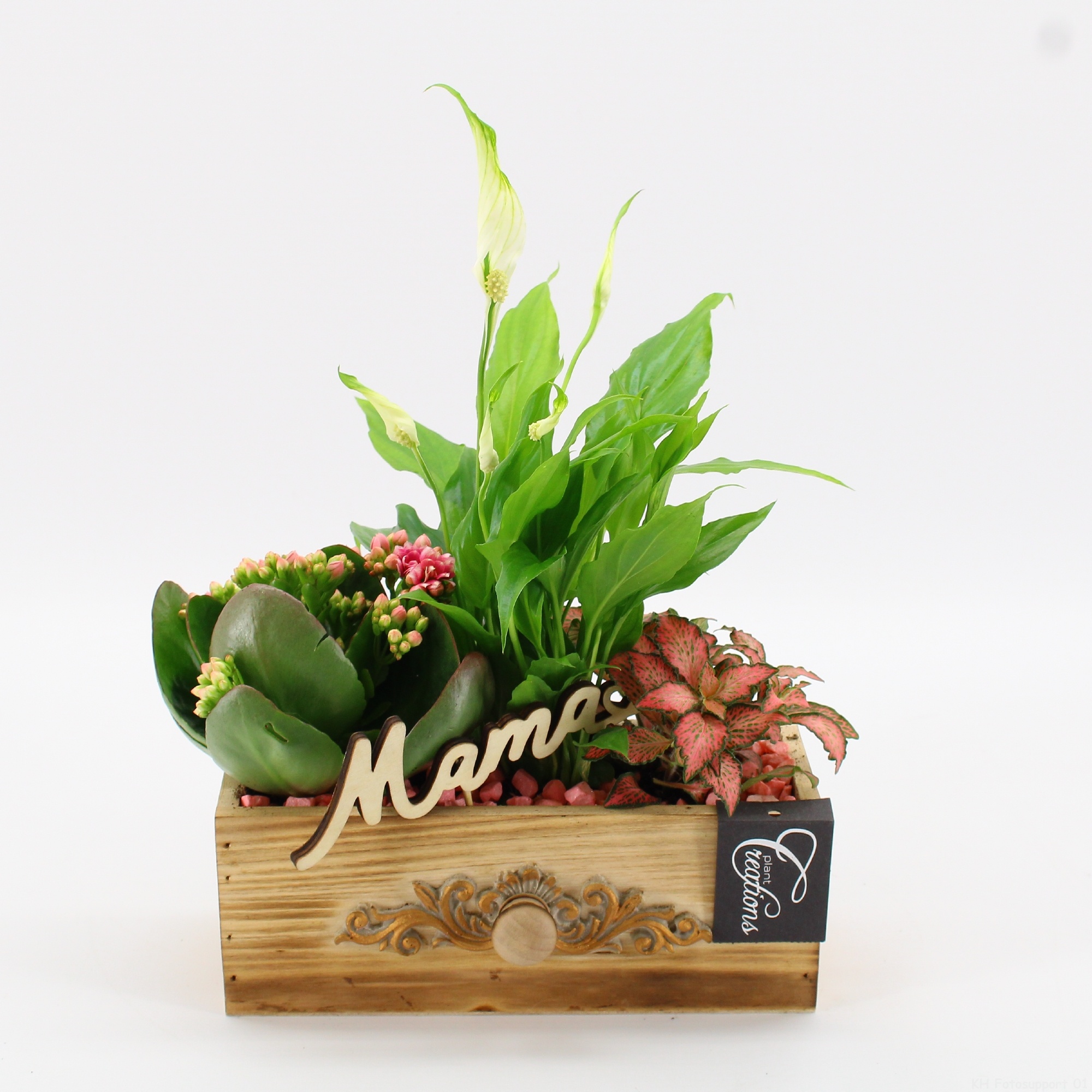 MDCR-2631 Mother's day Essentials, D 21