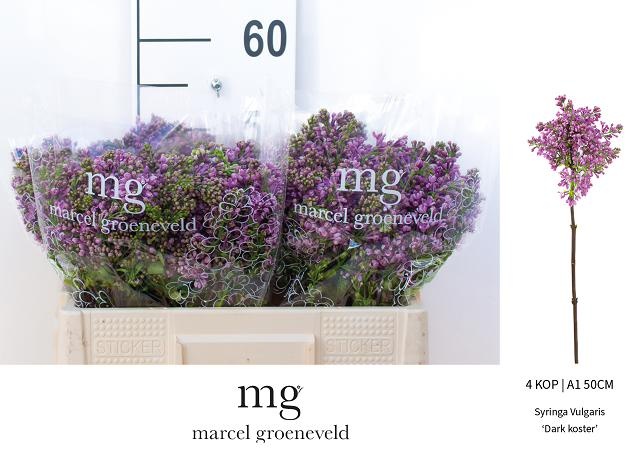 Сирень Дарк Костер 50 (фиолет.), шт.