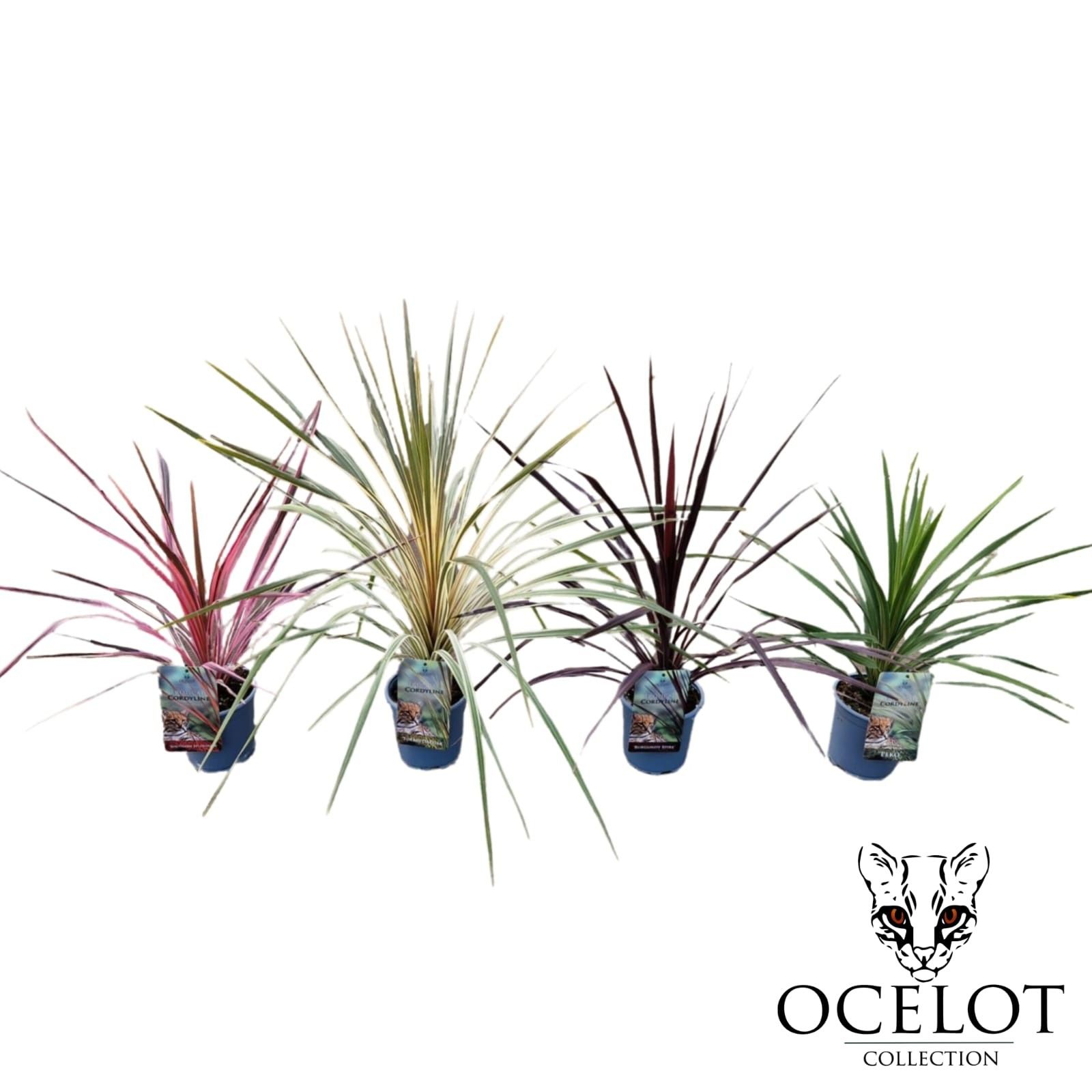 Cordyline 'Colour Mix' C2, D 17