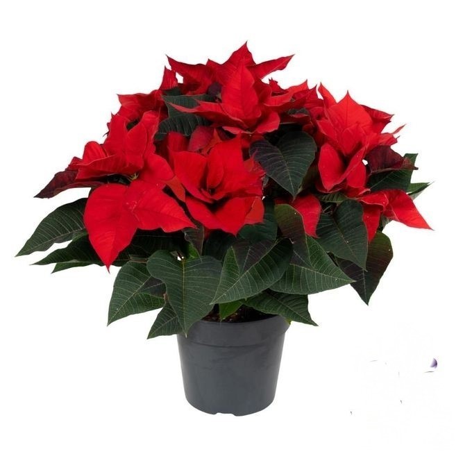 809 VDBE : Pot 17 Kerstster "Euphorbia Pulcherrima", D 17 cm 809 VDBE : Pot 17 Kerstster "Euphorbia Pulcherrima", D 17 cm