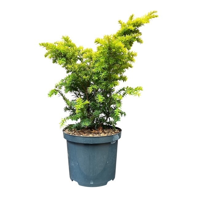 Taxus baccata 'Kupfergold', D 23
