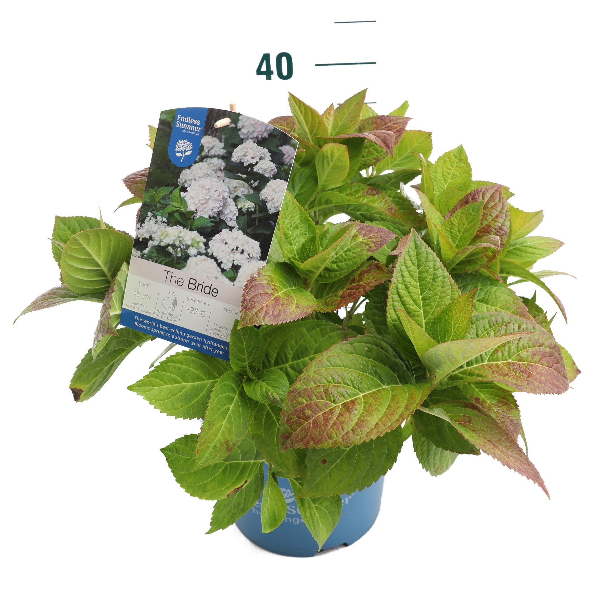 Hydrangea 'The Bride White' - P23 - Endless Summer, D 23 cm