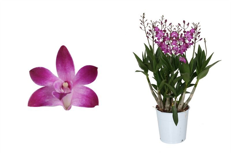 Dendrobium p12 Berry Oda 09T55+, D 12