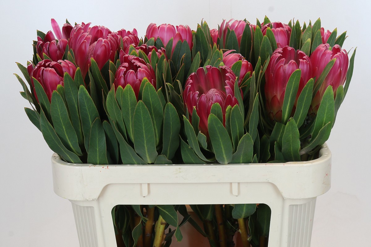 Протея Бренда 70, шт.