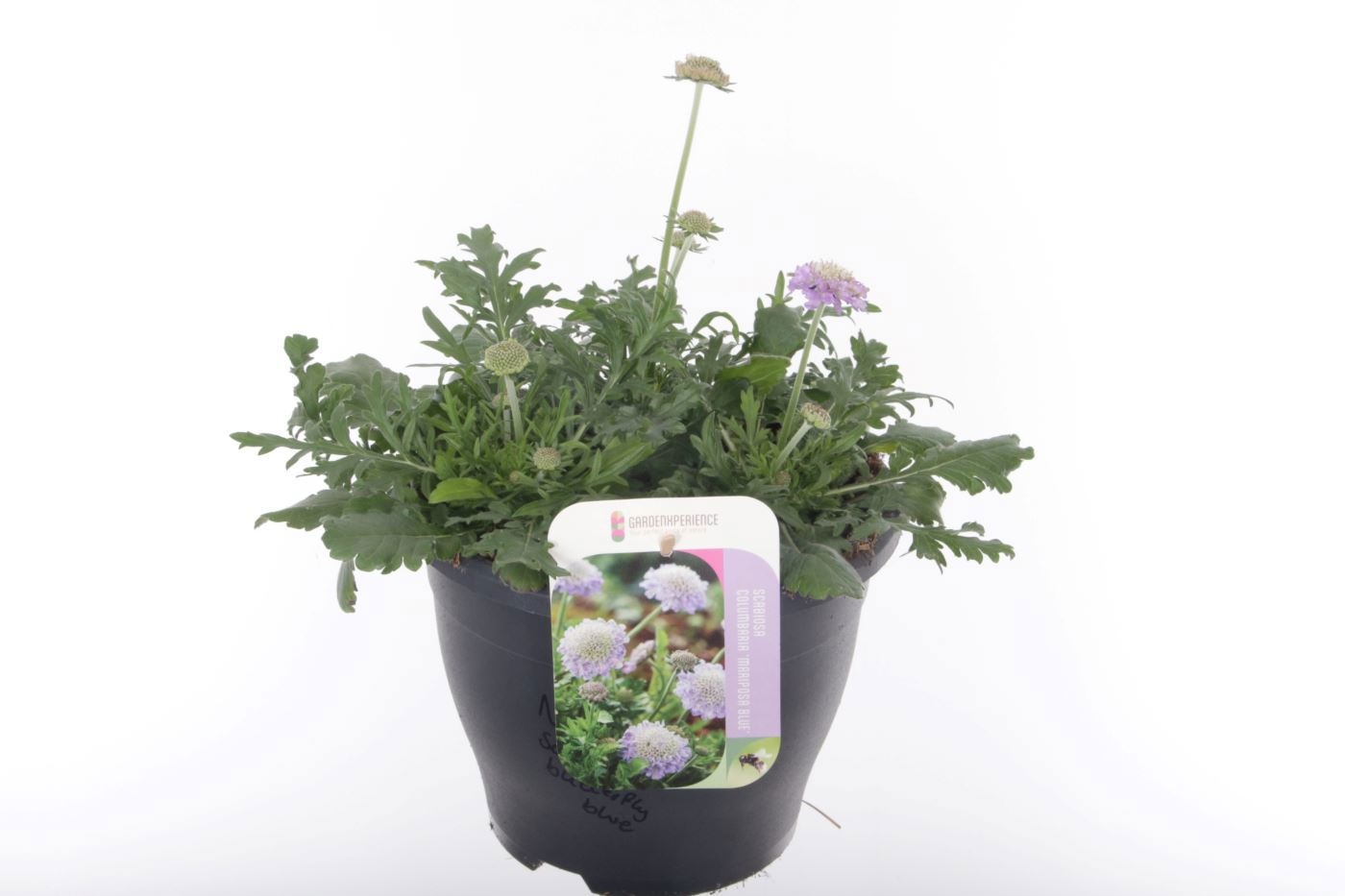 Scabiosa columbaria Butterfly Blue, D 23