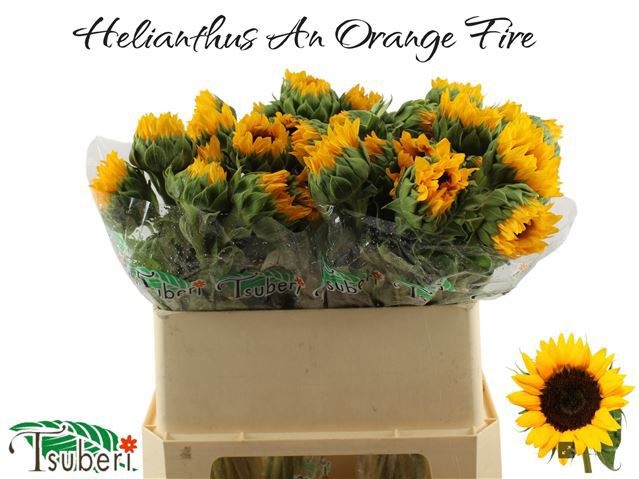 Гелиантус Оранж Фае 75 (оранж.), шт.