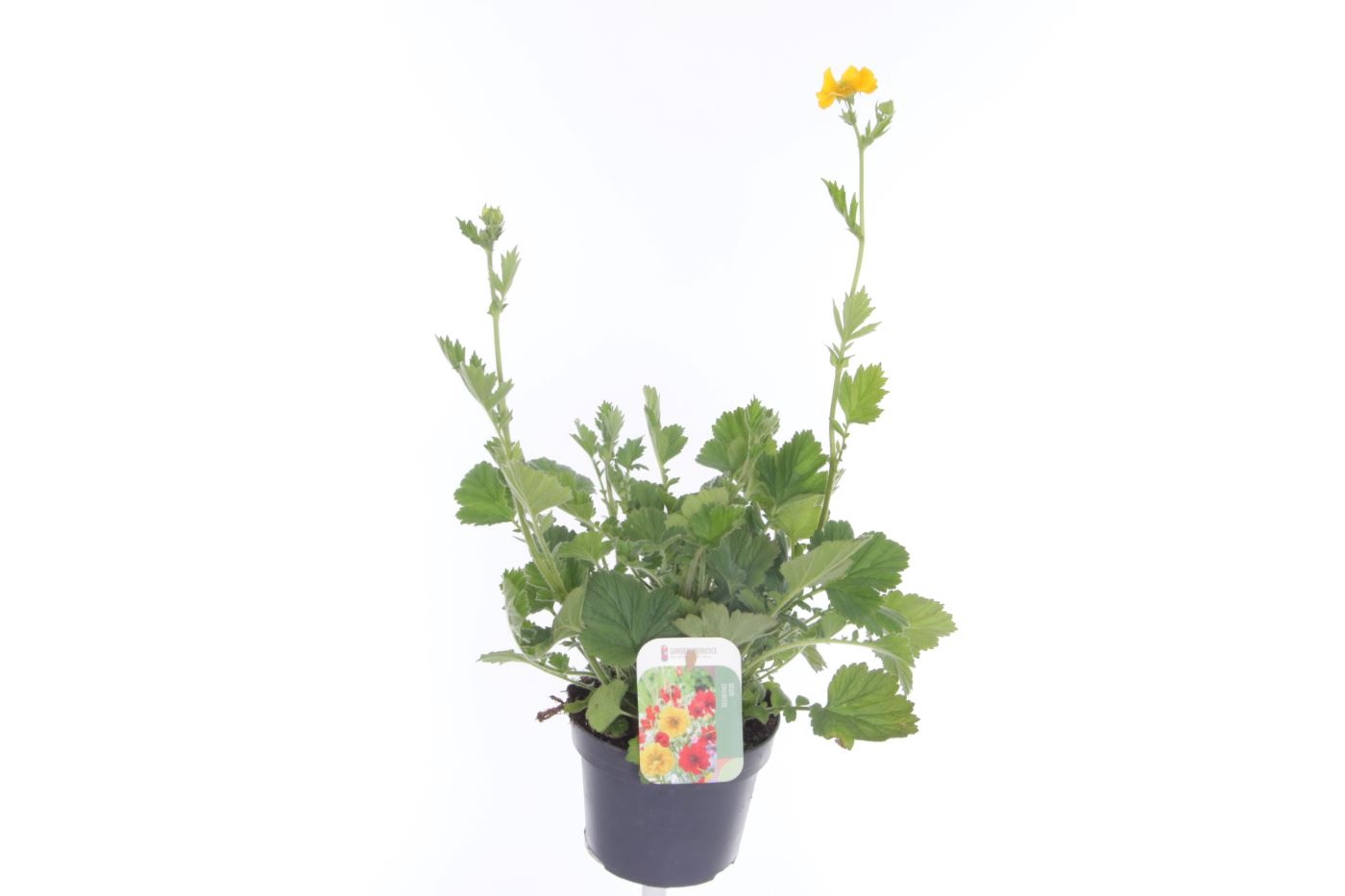 Geum chil. Mrs Bradshaw, D 13