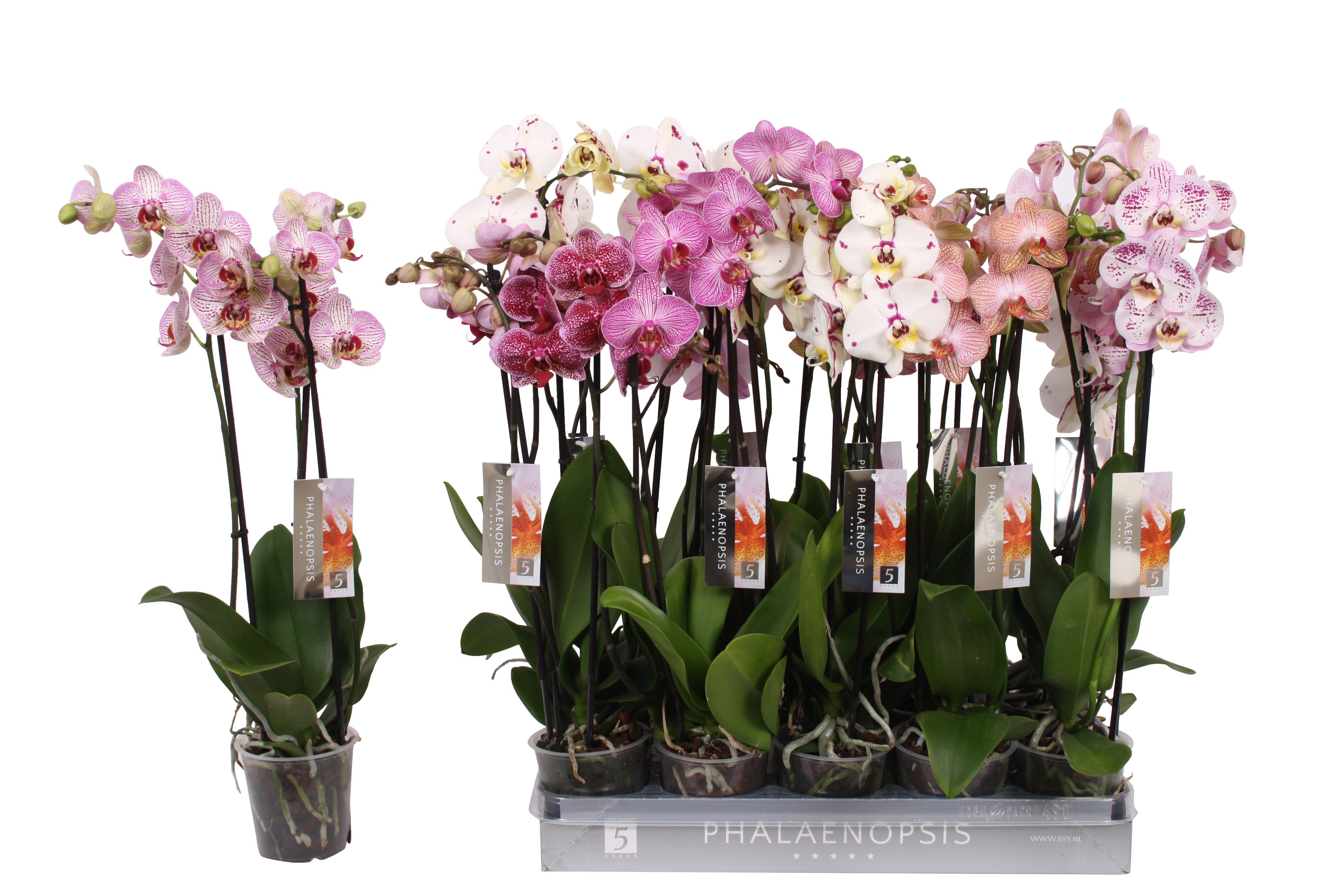Phalaenopsis Specialty mix, 3-spike 22+, D 12
