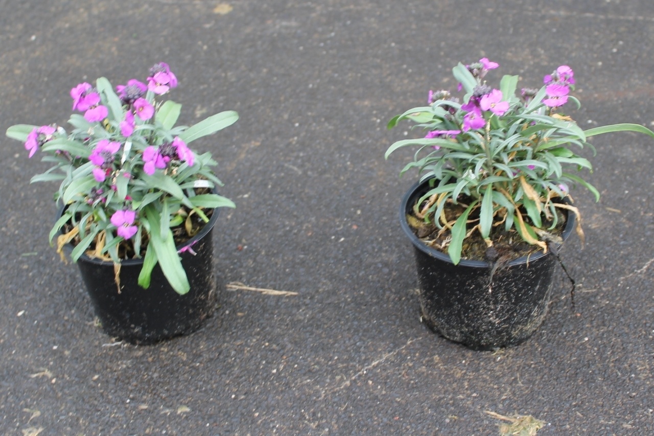 erysimum linofolium, D 13