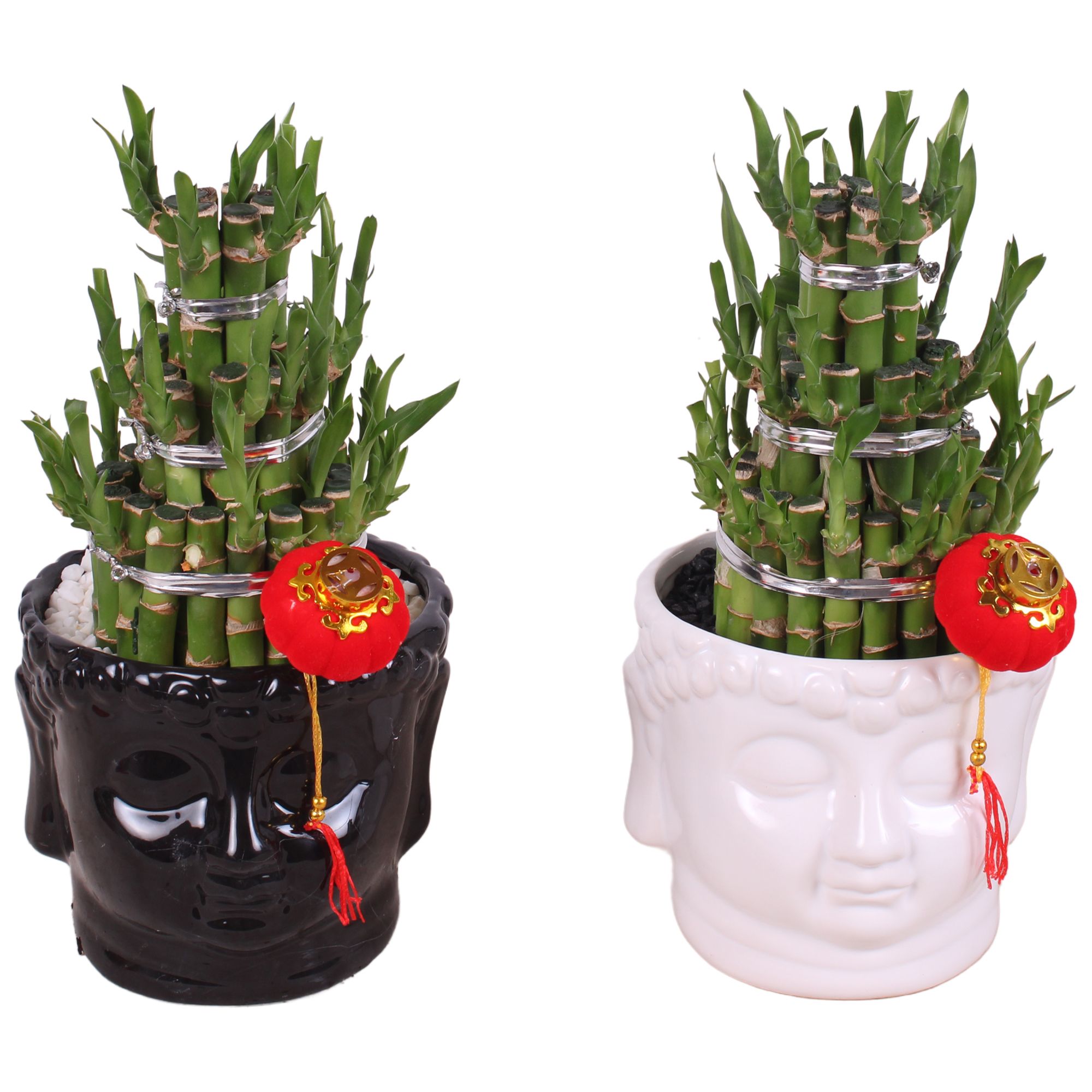 Lucky Bamboo Round 3Big in Buddha head pot Black/White Ø15cm, D 15