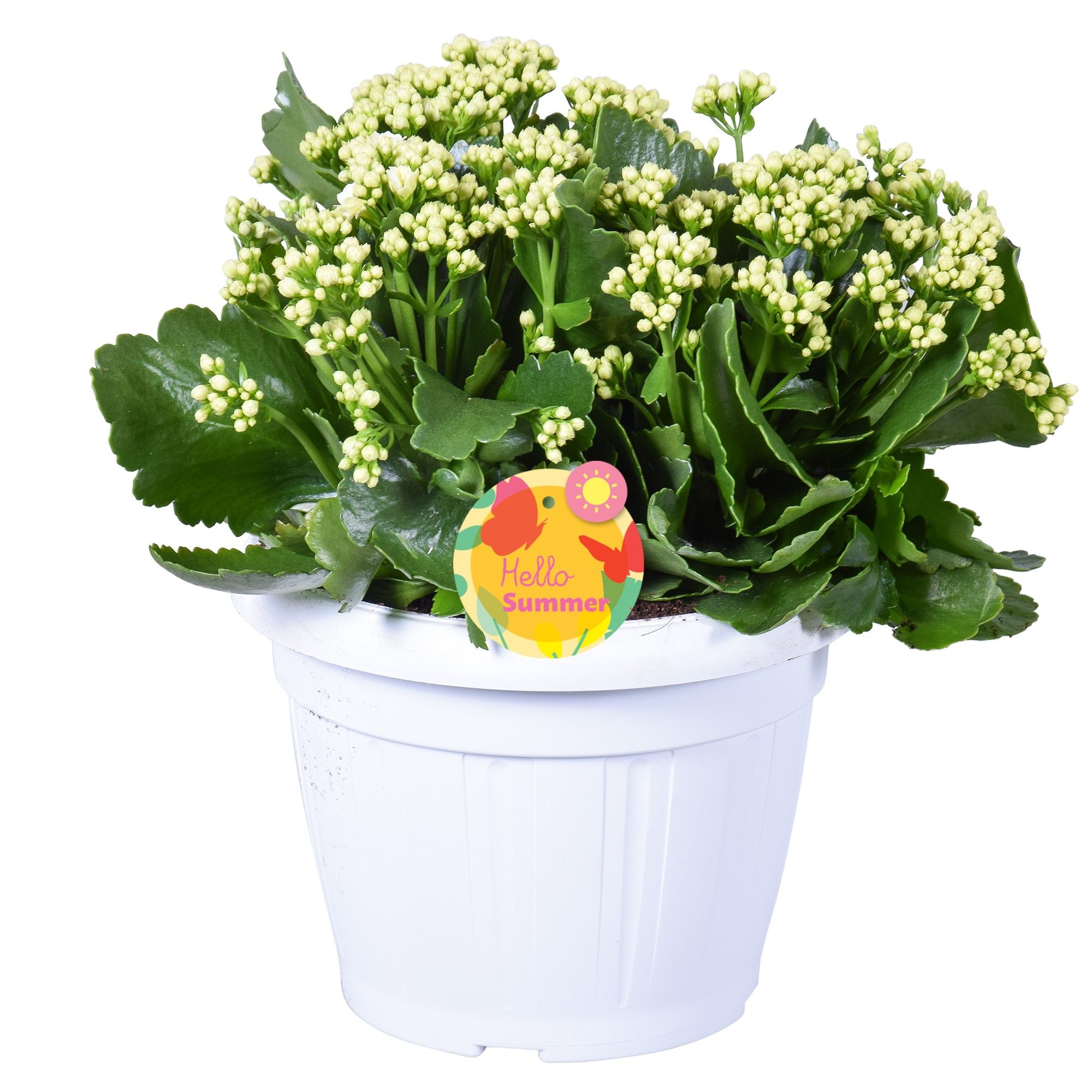 Hello Summer Kalanchoe Blossfeldiana in Patiopot Wit, D 22