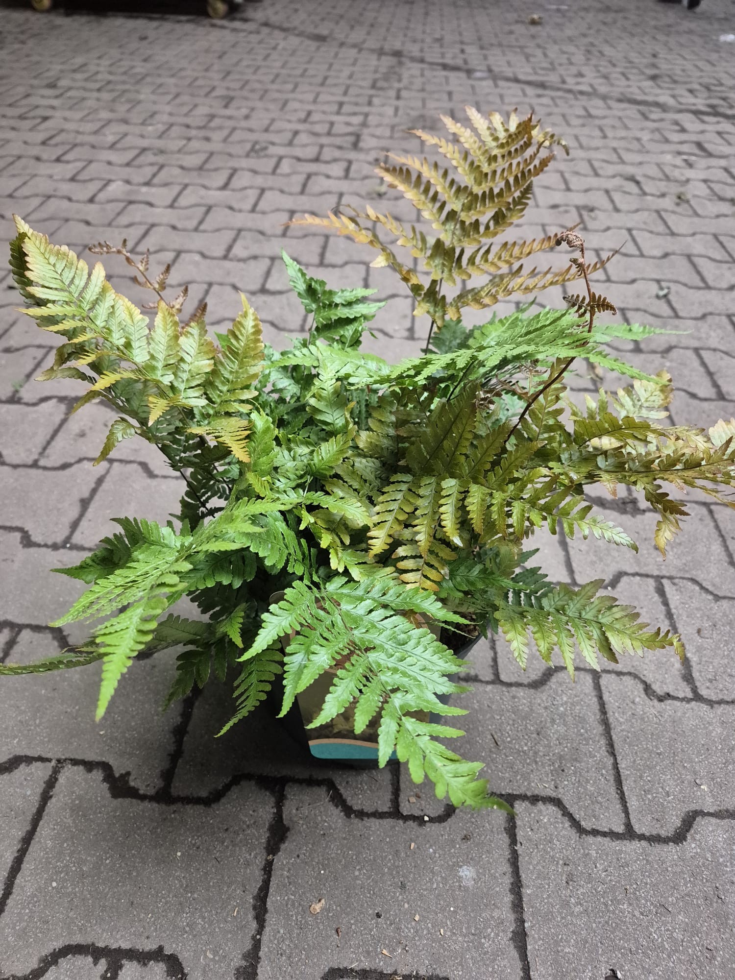 Dryopteris ery. 'Autumn', D 23 cm