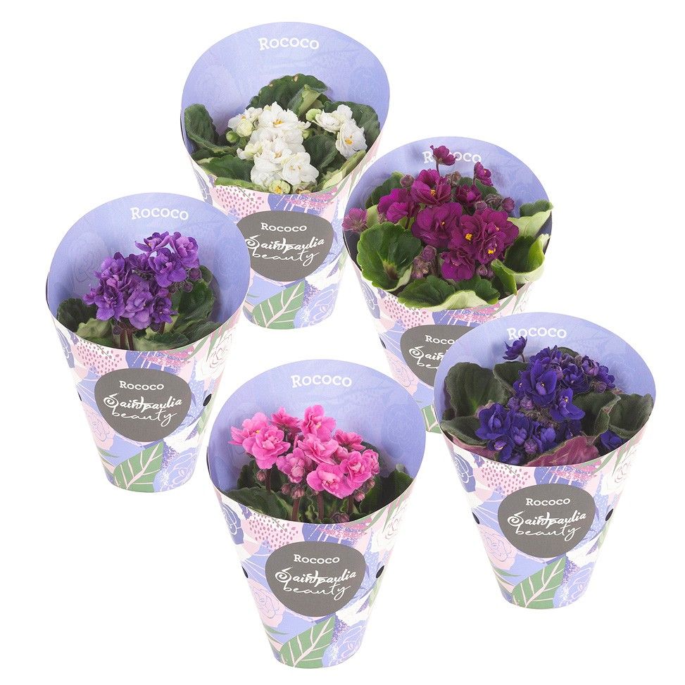 Saintpaulia Rococo 9cm mix, D 9