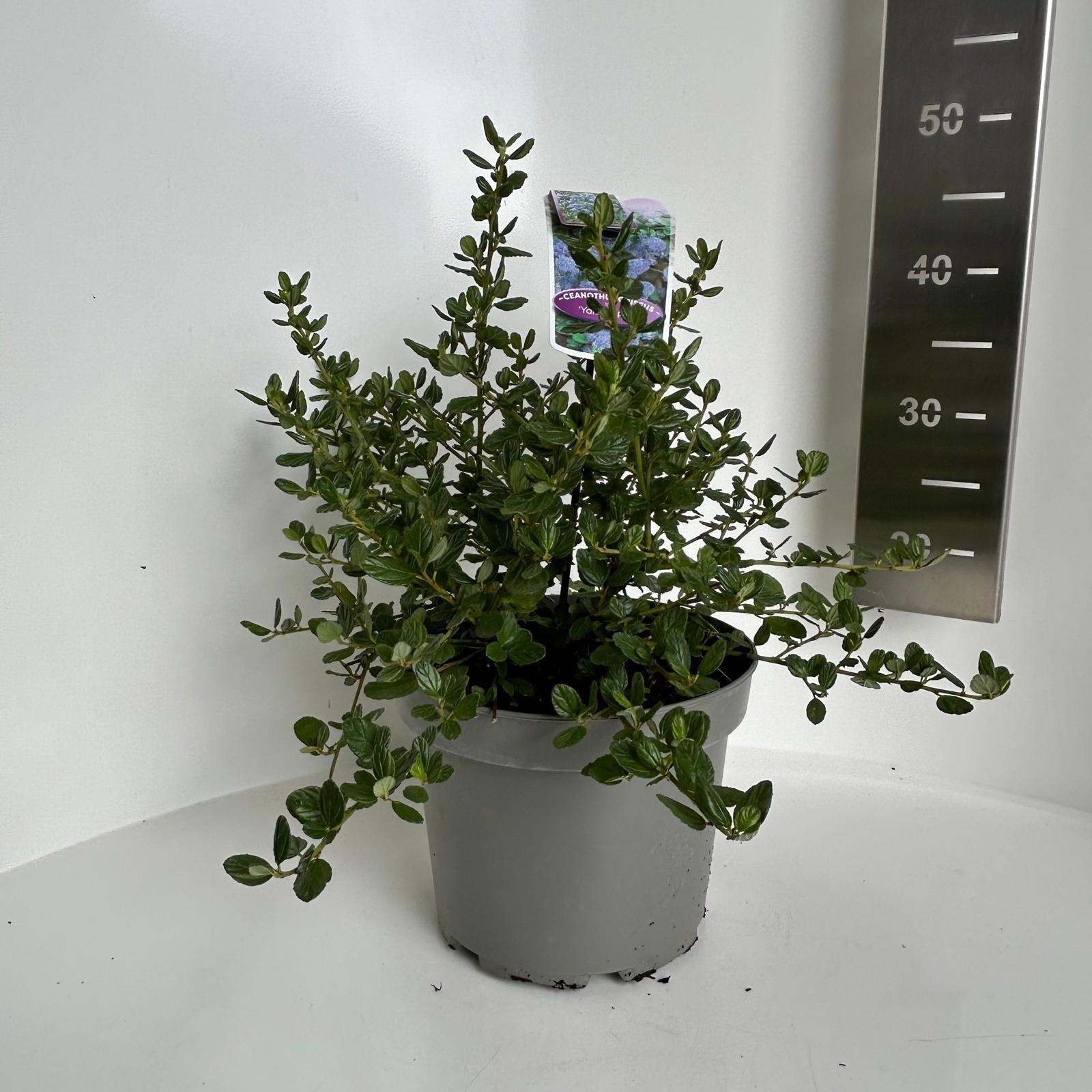 Ceanothus griseus 'Yankee Point', D 23 cm