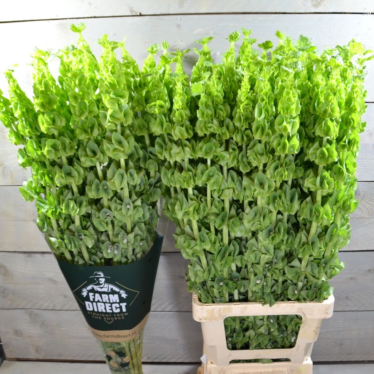 Молюцелла Овериг за стебель 90 (зел.), шт. Молюцелла Овериг за стебель 90 (зел.), шт.