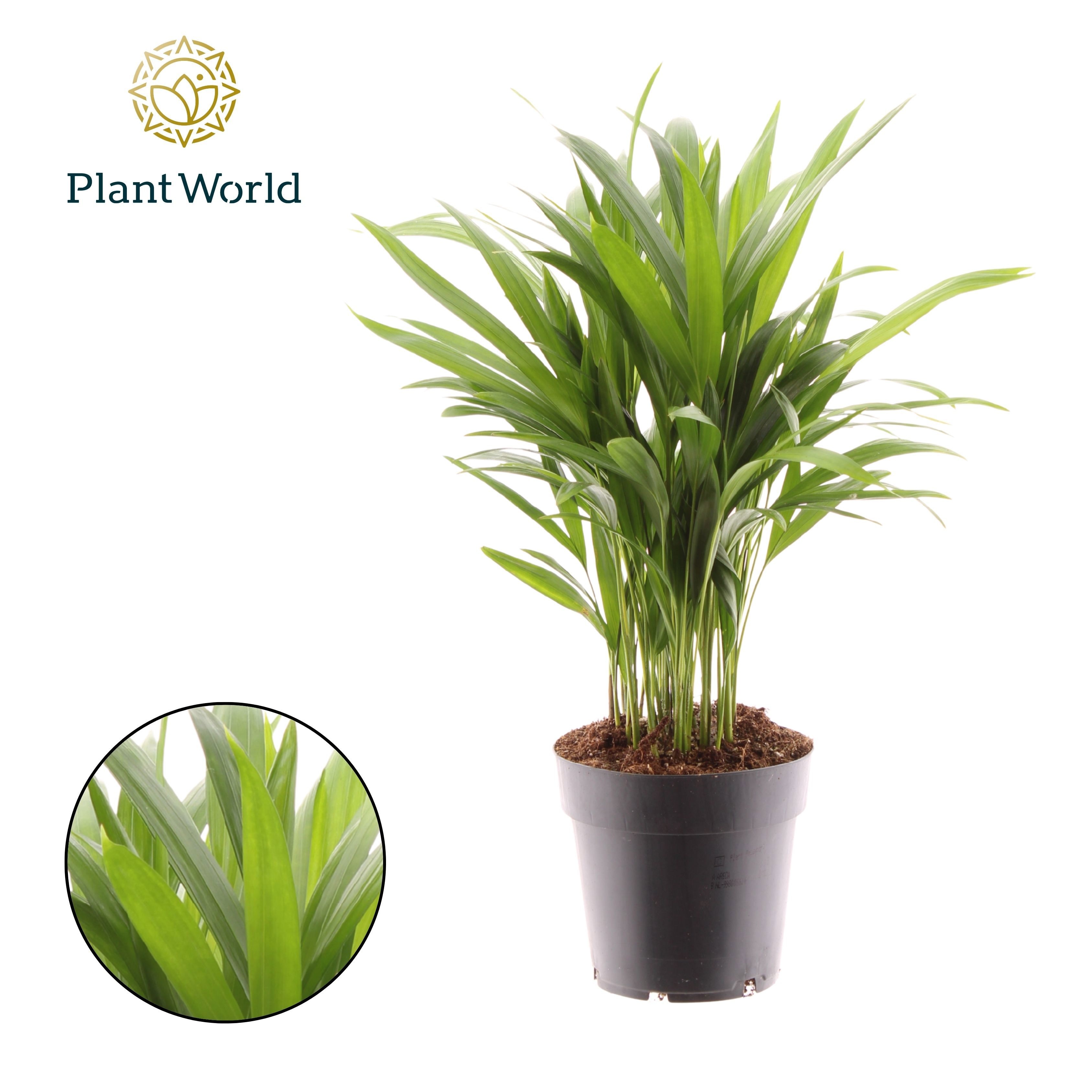 Dypsis lutescens (Areca), D 14