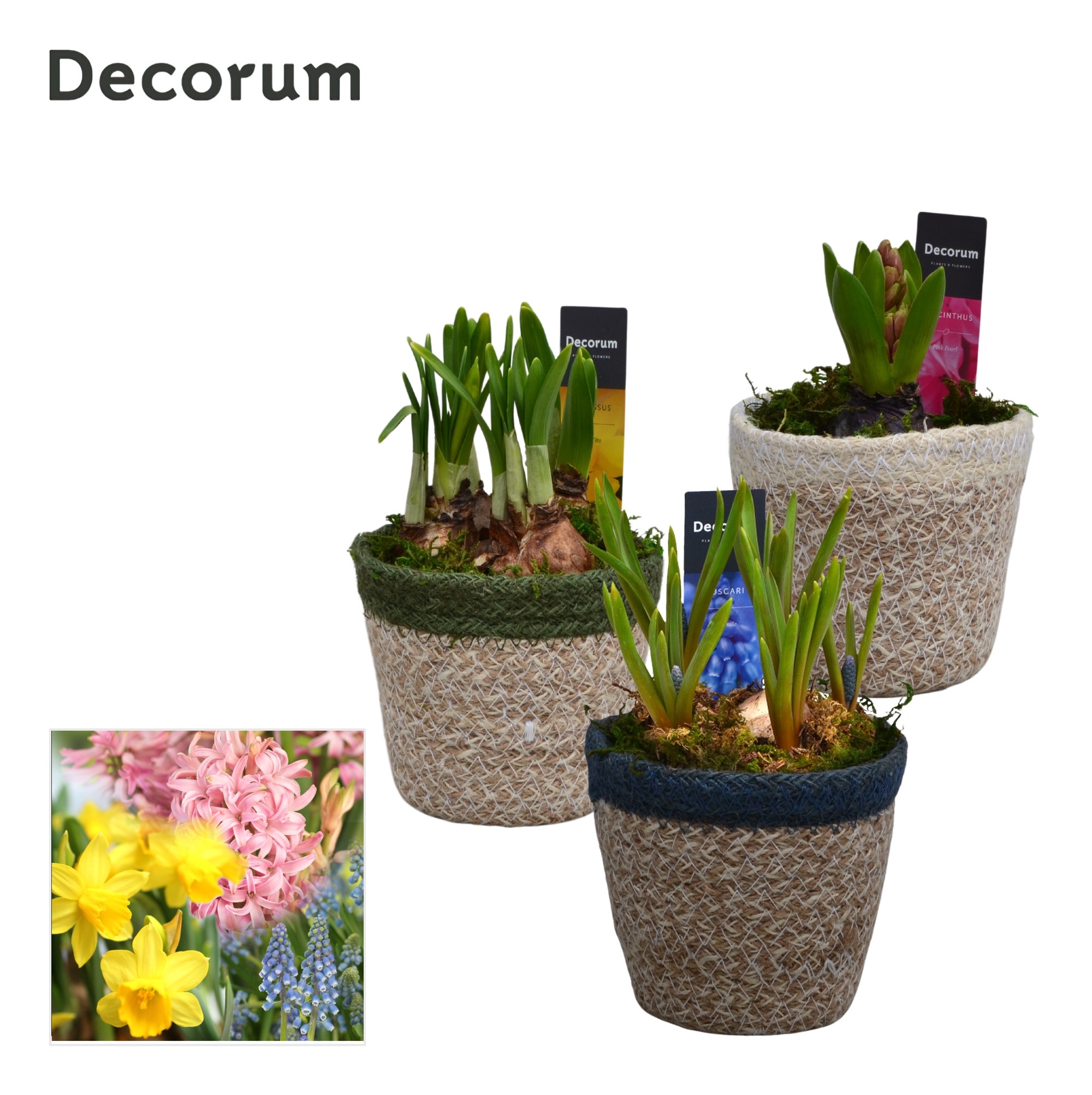 Bollenmix Randa HL15993B, D 11