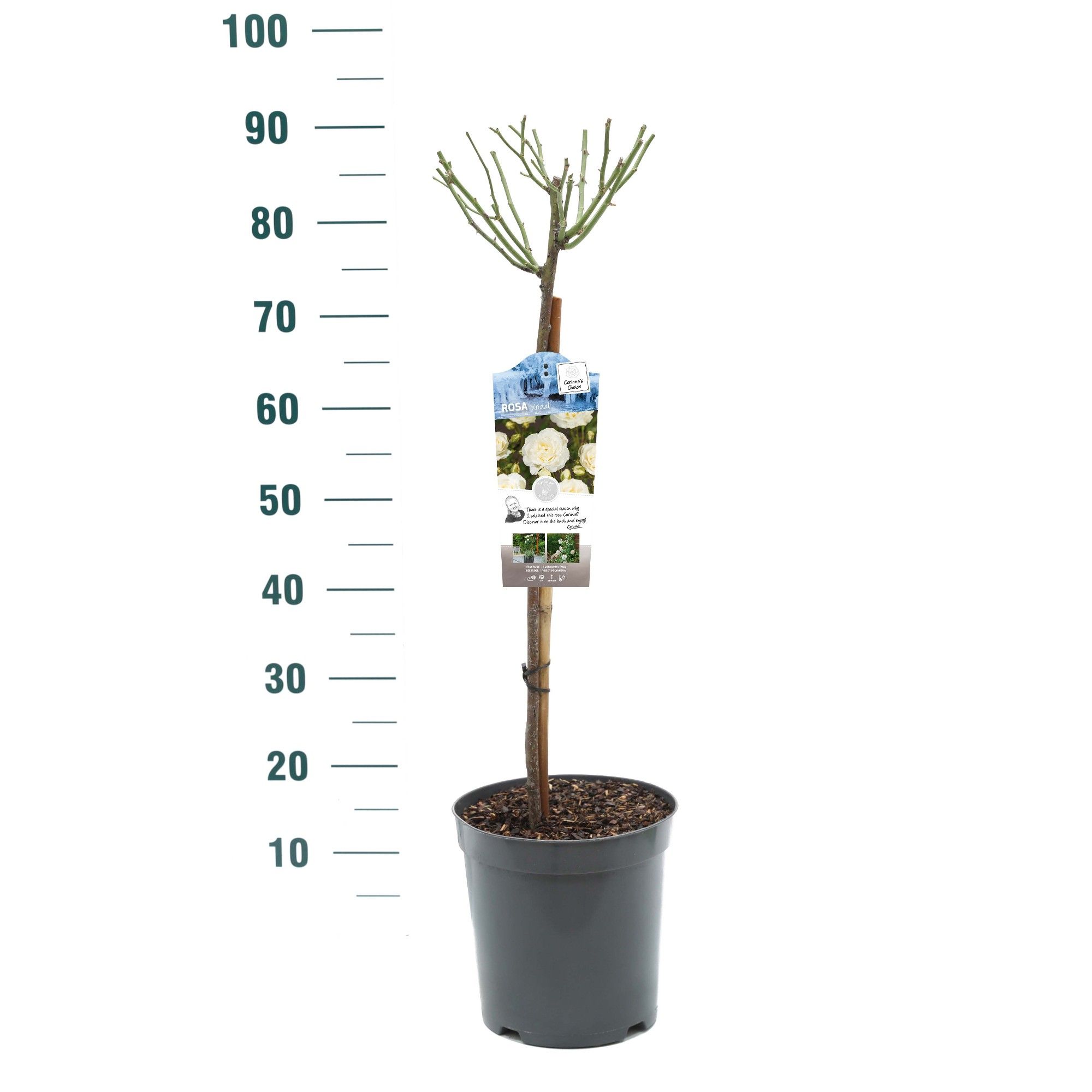 Rosa 'Kristal' - 60 Stam - Basic Collection, D 24