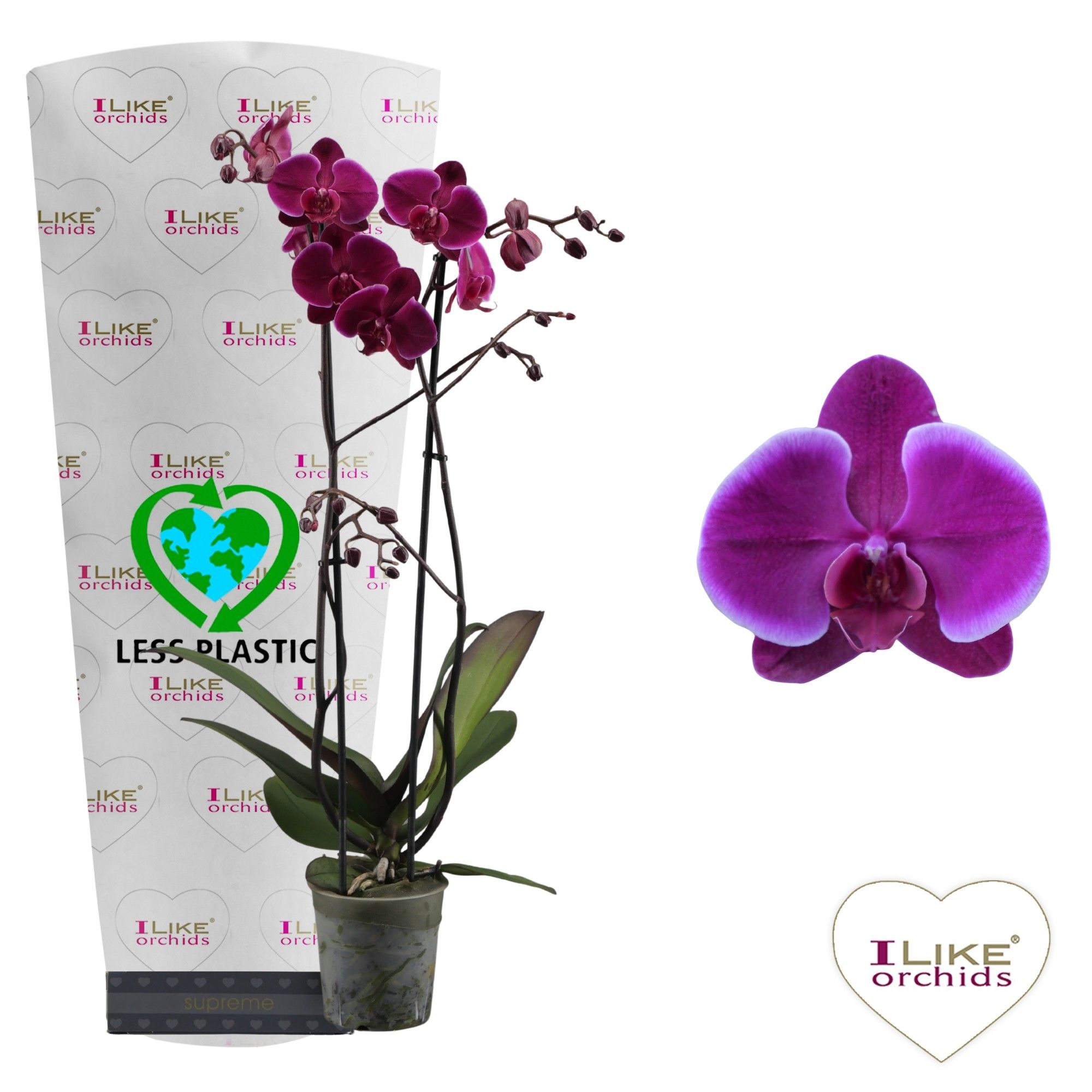 Phalaenopsis Starsailor - 2 tak 80cm (Less Plastic), D 12 cm
