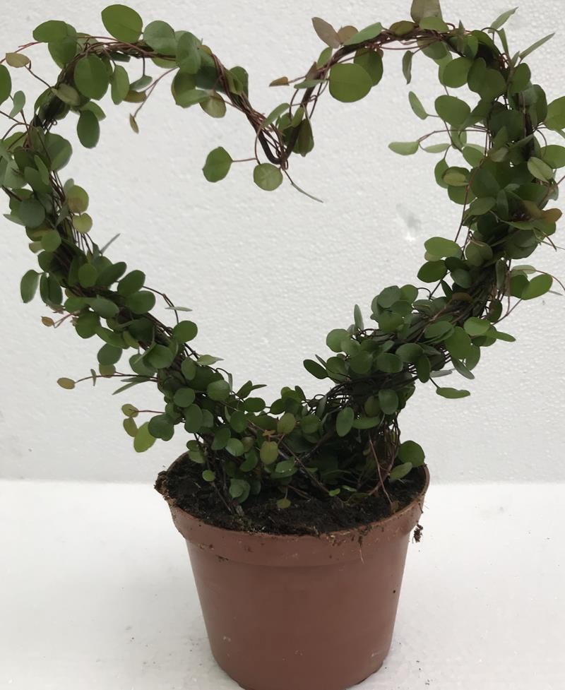MUEHLENBECKIA COMPLEXA, D 12 cm MUEHLENBECKIA COMPLEXA, D 12 cm