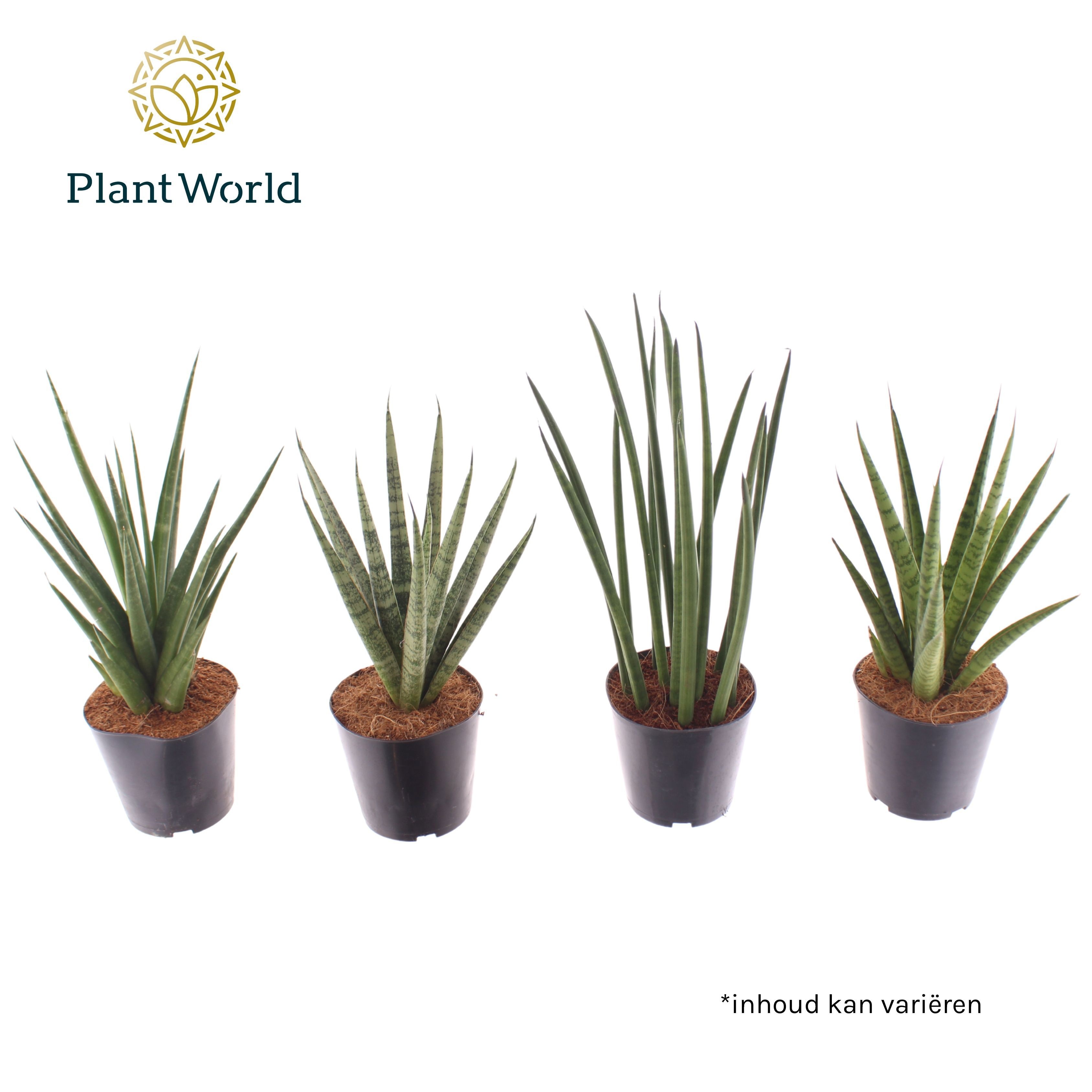 Sansevieria Thailand mix, D 12