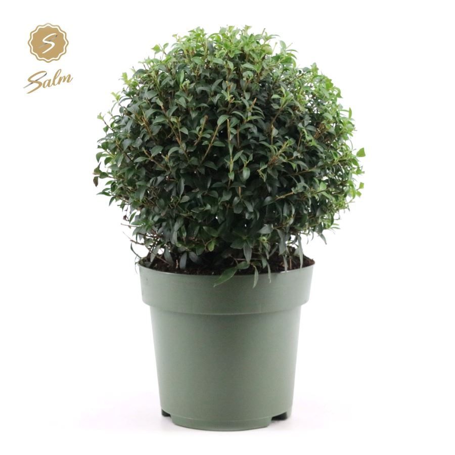 Osmanthus x Burkwoodii Ball Ø38cm P27, D 27