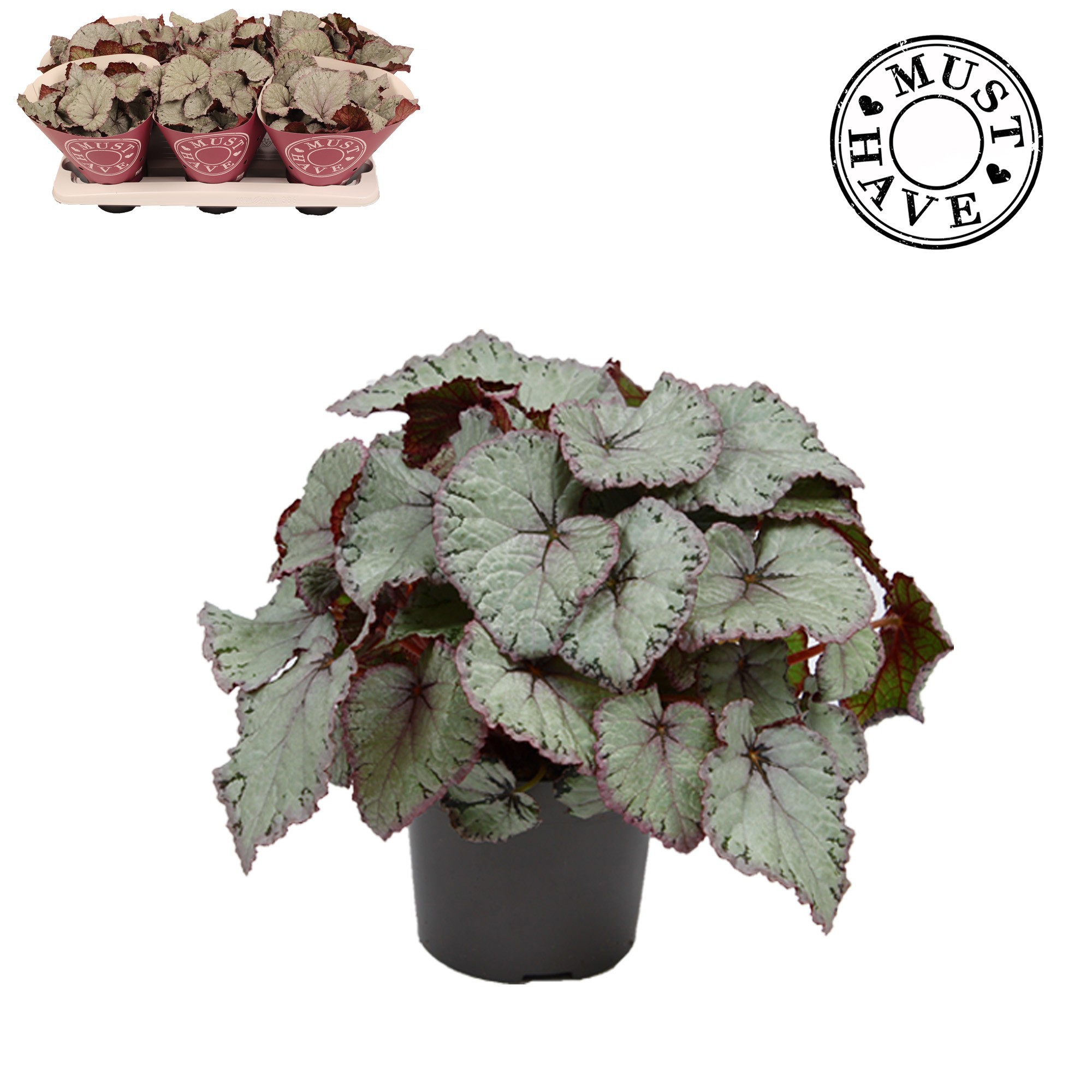 Bladbegonia Rex Hawaiian Silver MUST HAVE, D 13