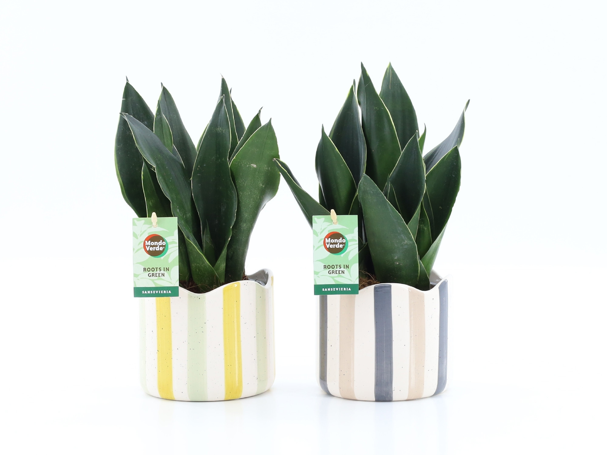Sansevieria Black Diamond in Nouveau keramiek, D 13
