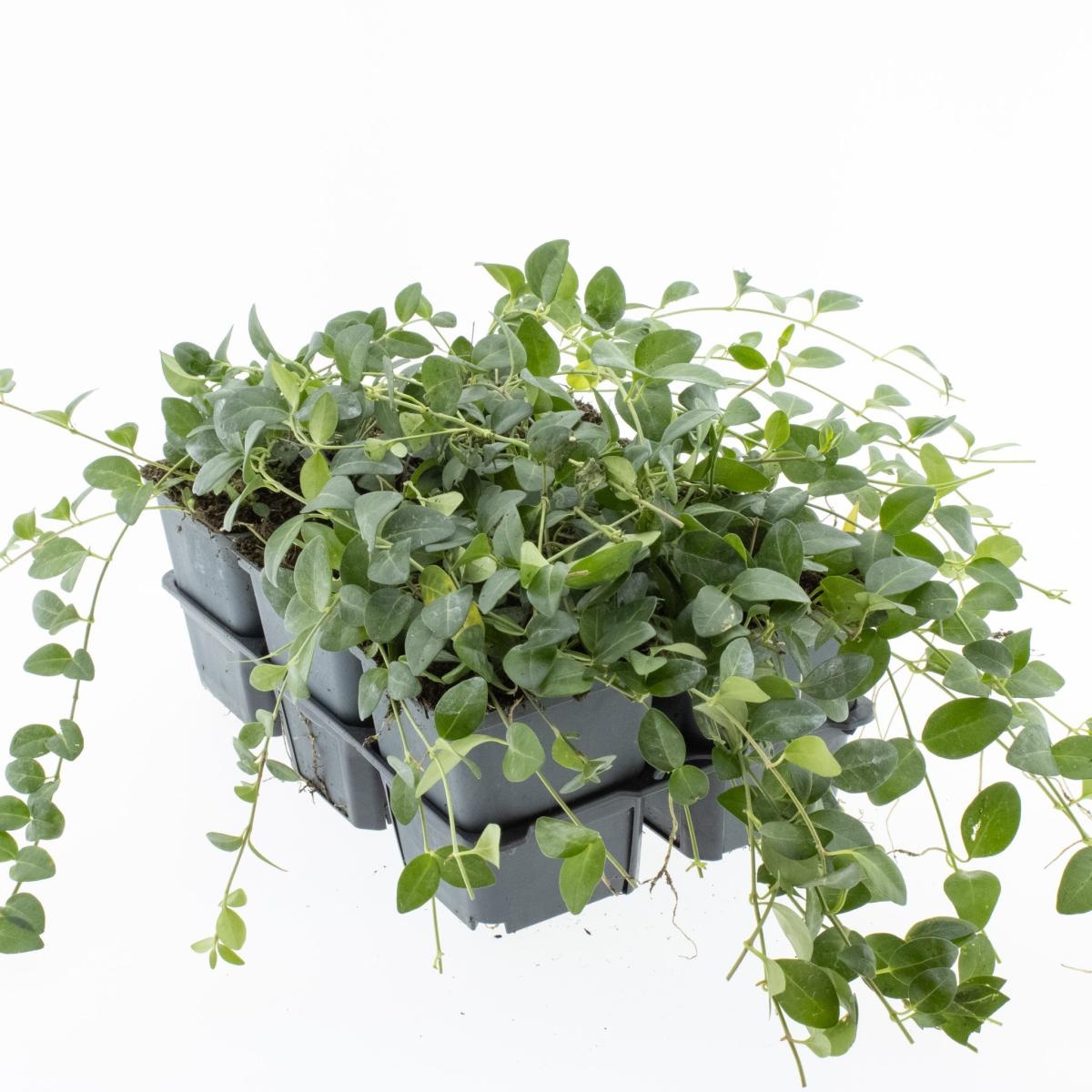 Vinca minor 'Atropurpurea', D 9