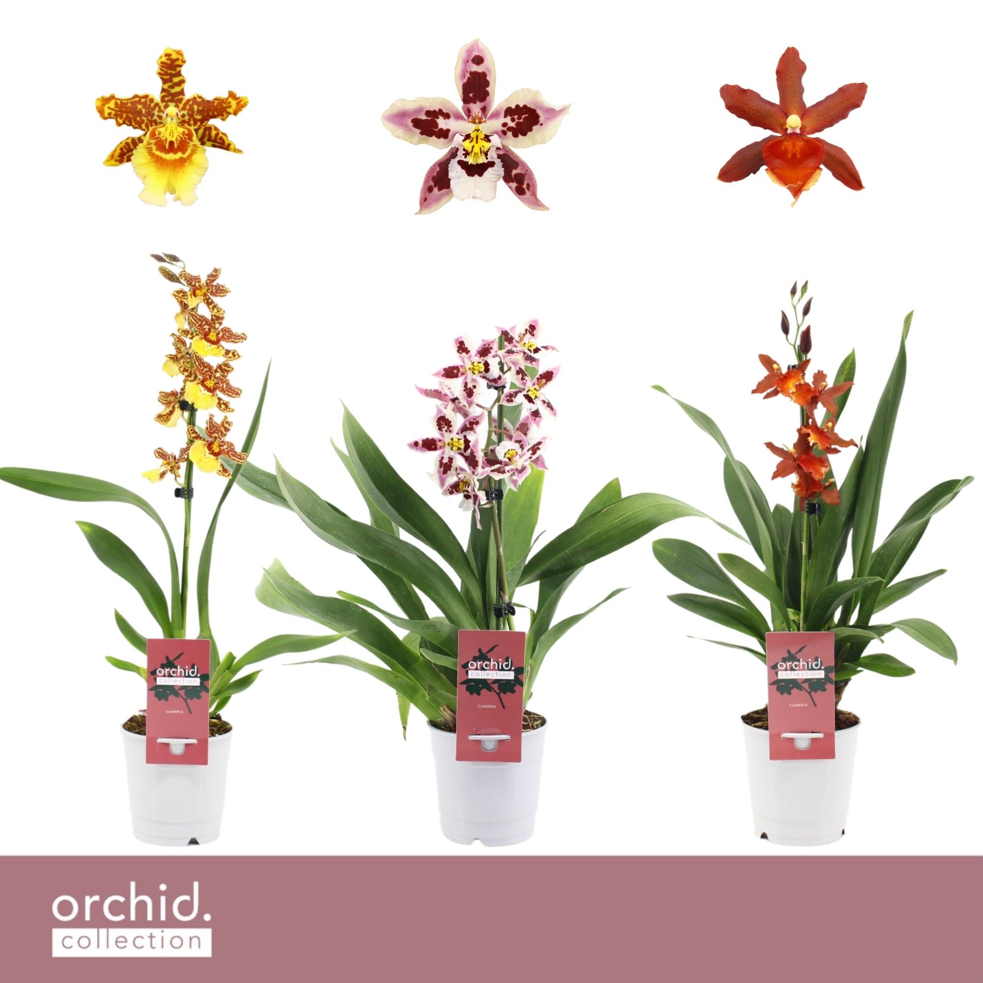 Cambria, Mix 1-spike 65+ cm 'Orchid Collection', D 12