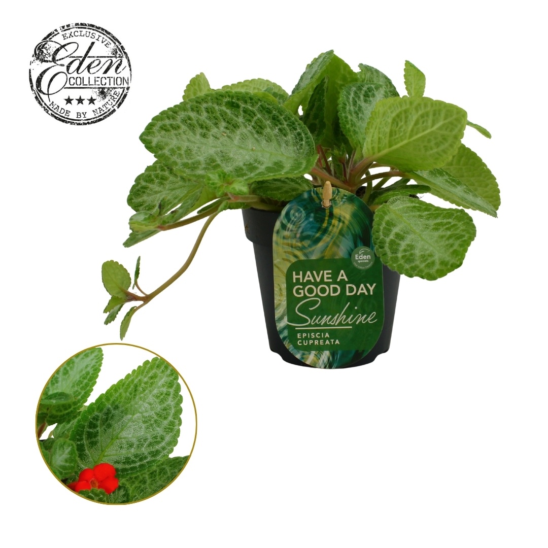 Episcia cupreata Minty Improved 12cm, D 12 cm