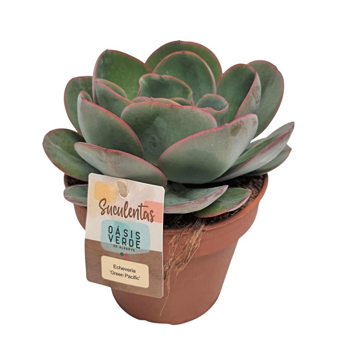 Echeveria Green Pacific - 1154, D 14