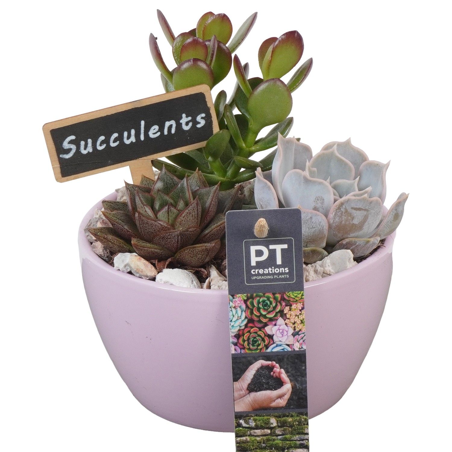 PTSU8442 Arrangement Succulenten in keramiek schaaltje, D 14