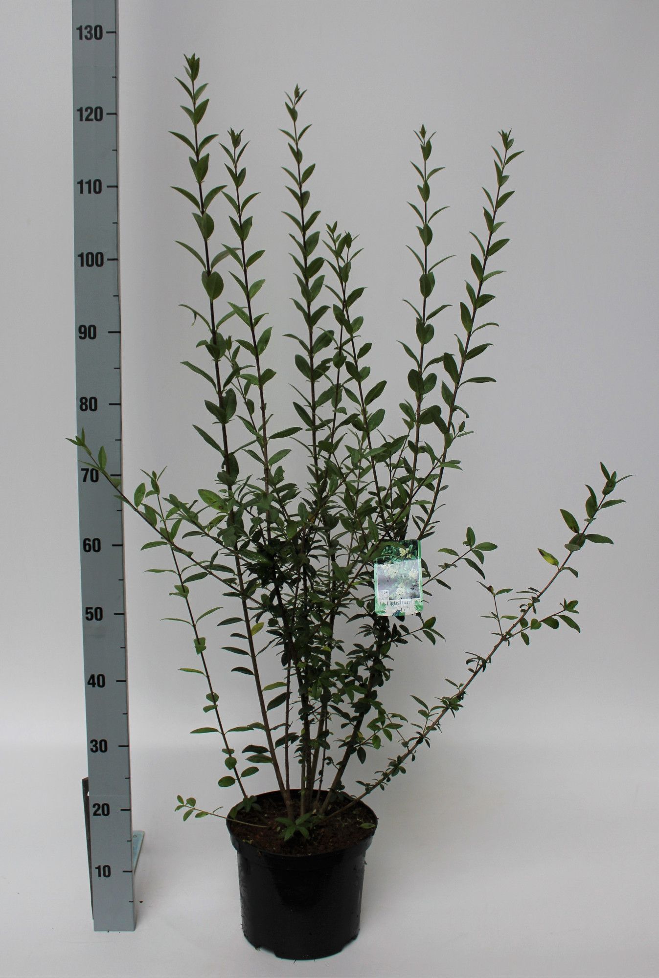 Ligustrum vulgare Atrovirens, D 23