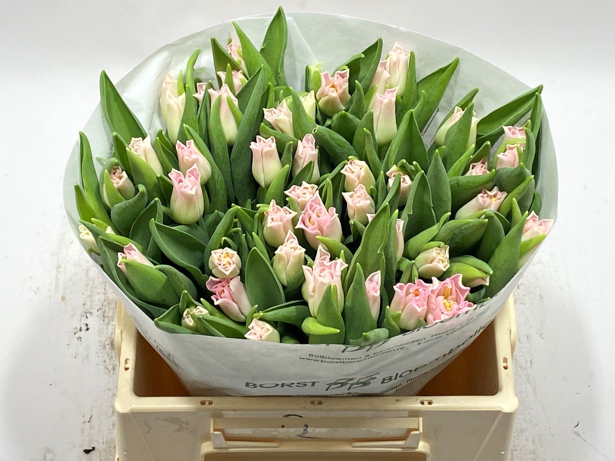 Тюльпан Краун Династия, шт. Тюльпан Краун Династия, шт.