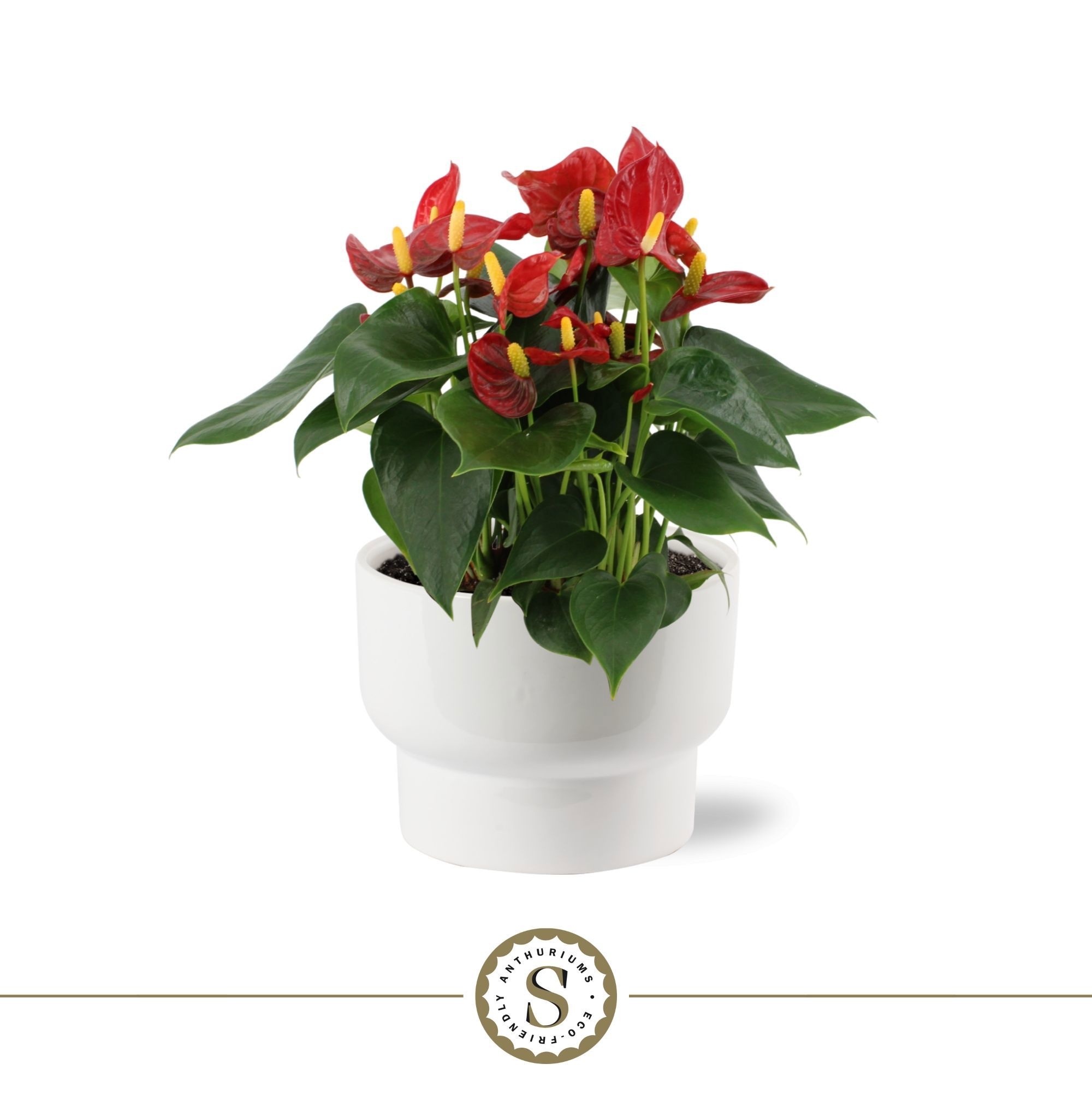 Athene Keramiek White - Red, D 17