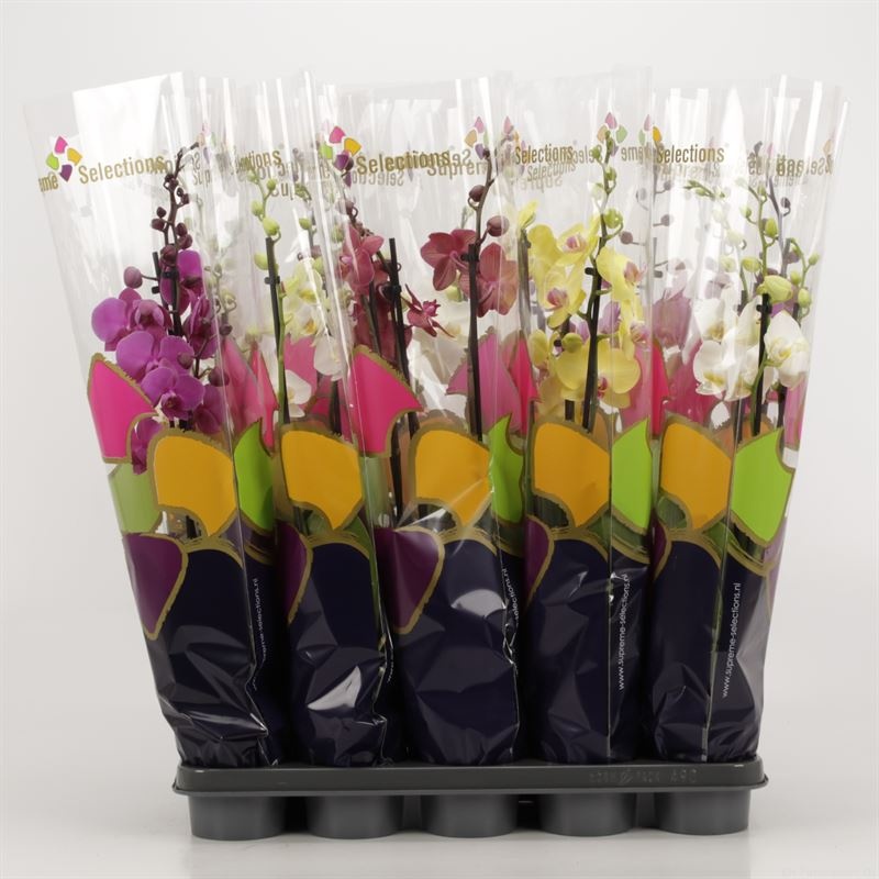Phalaenopsis gemengd 3 tak gemengd in Premium hoes, D 12 cm