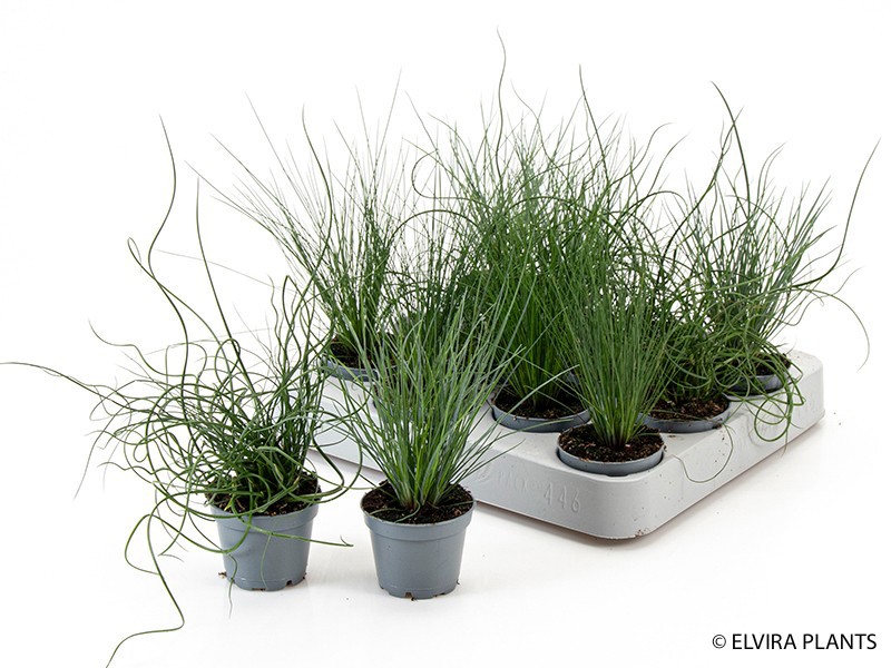 FESTUCA GLAUCA, D 6 cm