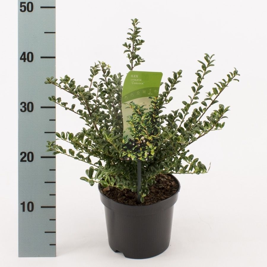 Ilex crenata 'Convexa', D 17