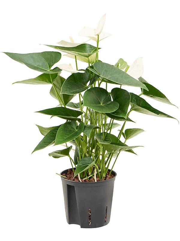 Anthurium andraeanum 'Sierra White', D 13