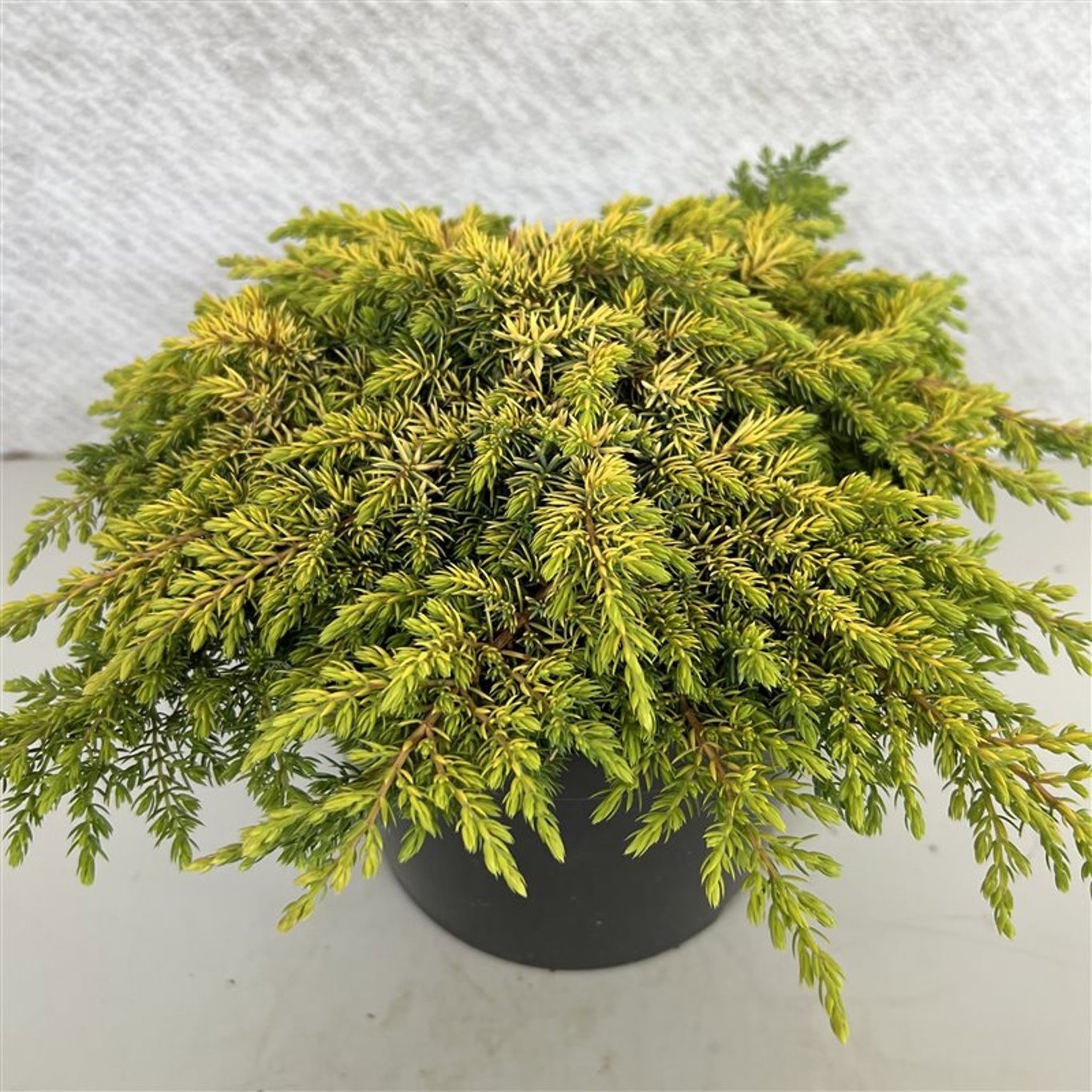 Juniperus communis 'Lemon Carpet', D 29 cm