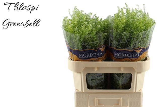 Тласпи Грин Бэлл 75, шт.