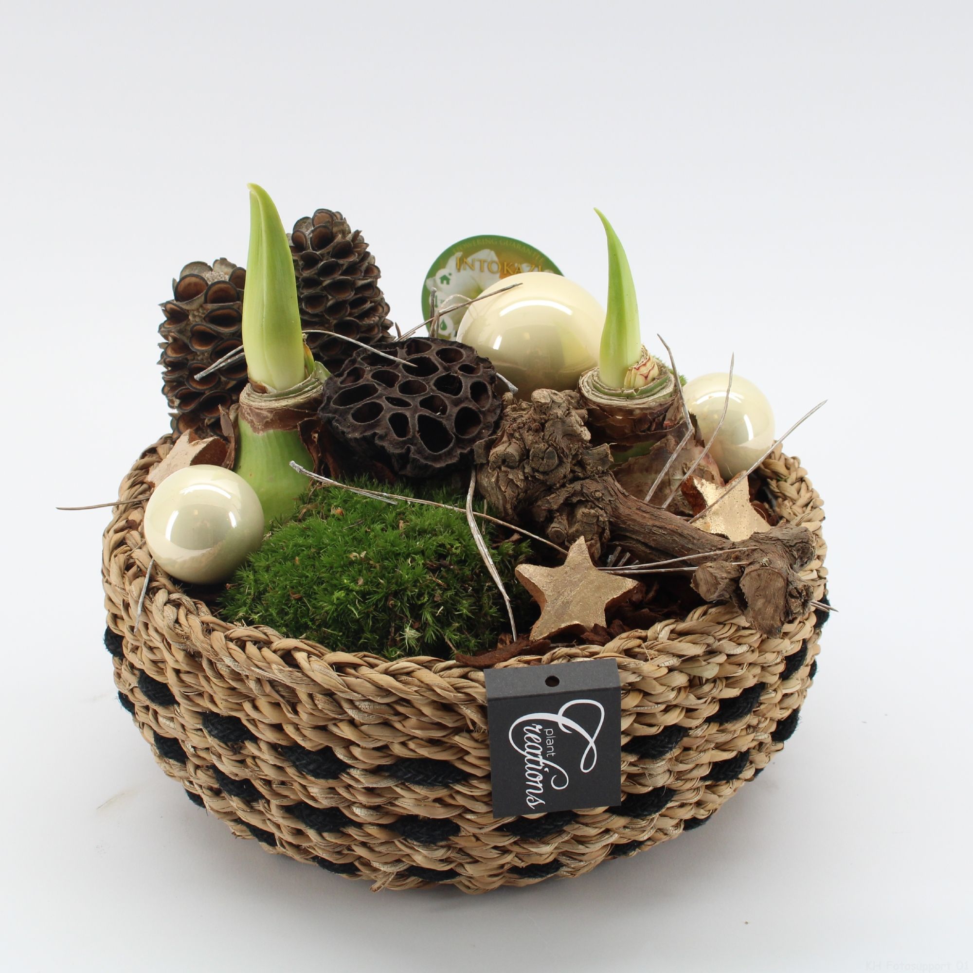 HICR-2522W Kerst Amaryllis, D 26 cm