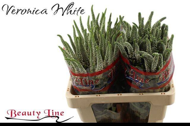 Вероника Скайлер Вайт 50 (бел.), шт.