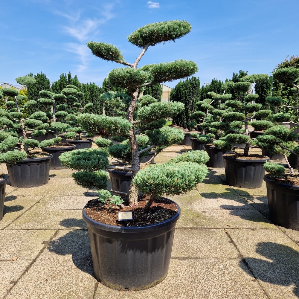 Juniperus media 'Hetzii', D 85 cm